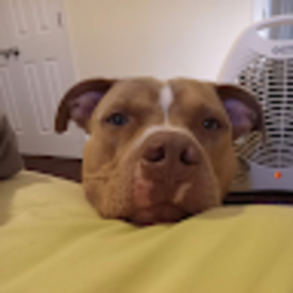 Meet your Posher, Michelle - Picture 1 of 1